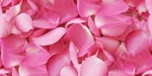 Pink Rose Petals