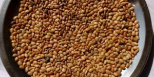 Horse Gram - Kollu - Kulthi