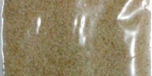 Little Millet - Samai - Kutki