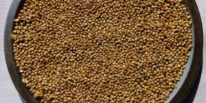 Pearl Millet - Bajra - Green Millet