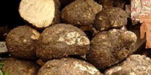 Elephant Foot Yam
