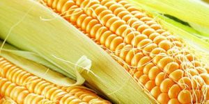 Corn/Maize