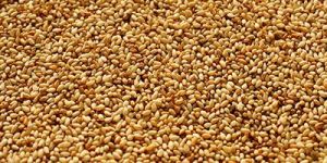 Sesame Seeds