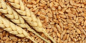 Wheat