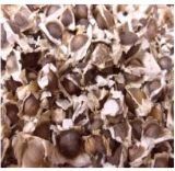 Moringa Seeds