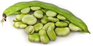 Fava Beans