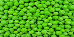 Fresh Green Peas