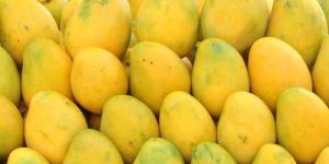 Fresh Mango