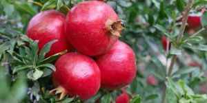 Fresh Pomegranate