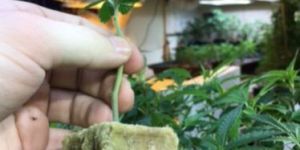 Dairy Queen Clones Liquidation Sale