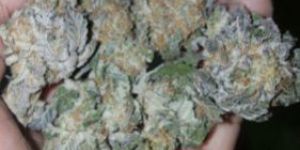 Girl Scout Cookies INDOOR