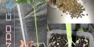 Healthy Rooted Clones
