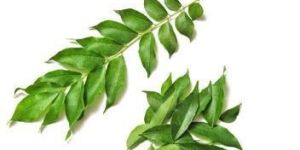 Fresh Curry Leaves