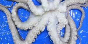 Frozen Whole Cephalopod Octopus