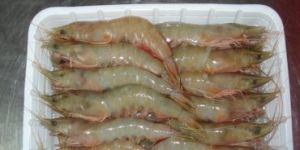 Frozen Sea White Hoso Shrimps