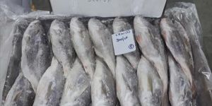 Frozen Silver Croaker Fish