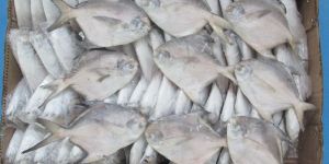 Frozen Silver Pomfret Fish
