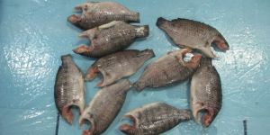 Frozen Tilapia Moon Cut Fish