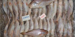 Frozen Yellow Croaker Fish