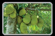 Fresh Green Jackfruit