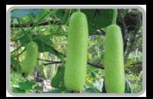 Fresh Bottle Gourds