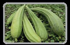 Fresh Ridge Gourds