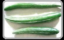 Fresh Snake Gourds