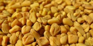 Fanugreek Seeds