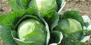 Cabbage Plant