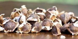 Moringa Seeds
