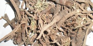 Pellitory Root