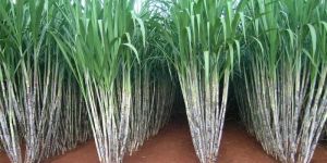 Sugar Cane
