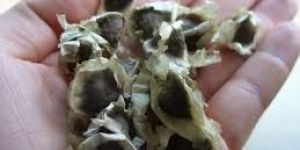Moringa Oleifera Seeds