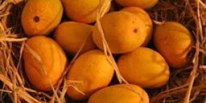 Alphonso Mango