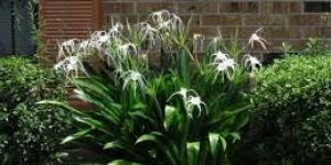 Hymenocallis Littoralis Plants