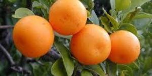 Kinnow Plants