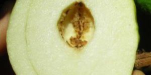 Seedless Thai Guvava