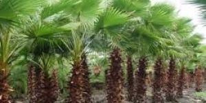 Washingtonia Filifera Plants