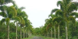 Fox Tail Plants