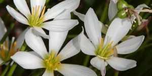 Zephyranthes Lily Plants