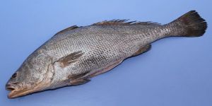 Fresh Ghol Fish