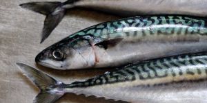 Fresh Mackerel Fish