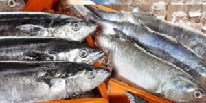 Fresh Mandeli Fish