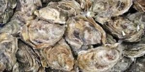 Fresh Oyster Fish