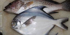 Fresh Pomfret Fish