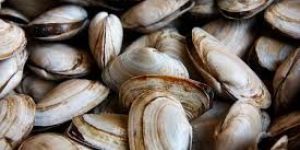 Fresh Shellfish