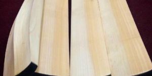 Kashmir Willow Cricket Bat