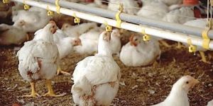 Poultry Broilers