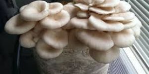 Oyster Mushroom