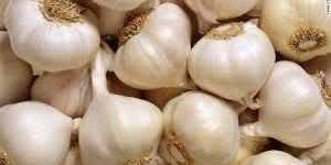 Fresh Garlic